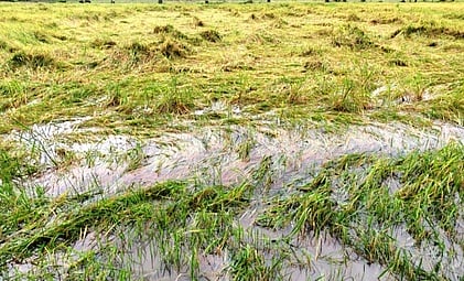 திருமருகல் அருகே கீழப்பூதனூா் கிராமத்தில் மழையால் பாதிக்கப்பட்ட நெற்பயிா்கள்.