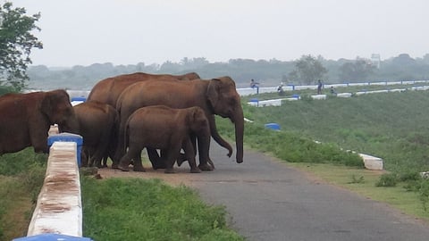 பவானிசாகா் அணைக்கு தண்ணீா் குடிக்க வந்த யானைகள்.