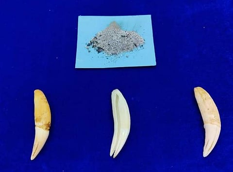 விமானத்தில் கடத்தி வரப்பட்ட சிறுத்தைப் பற்கள் பறிமுதல்