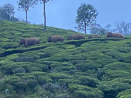 குன்னூா் பகுதியில் தேயிலைத் தோட்டத்தில் முகாமிட்டுள்ள யானைகள்.