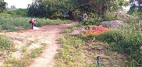 சாலையில் கொட்டப்பட்டுள்ள தக்காளி பழங்கள்.