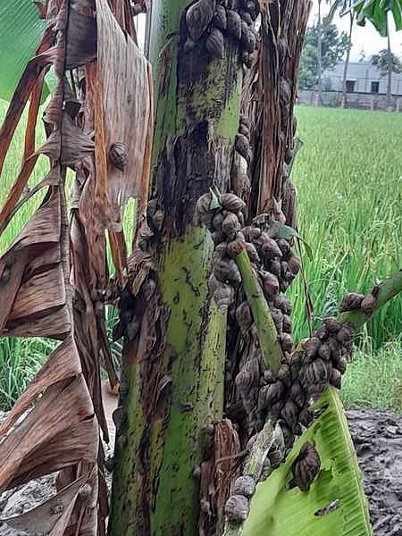 மதுரையை அடுத்த பரவையில் வாழையில் கொத்து கொத்தாகப் பரவிக் கிடக்கும் ஆப்பிரிக்க நத்தை.