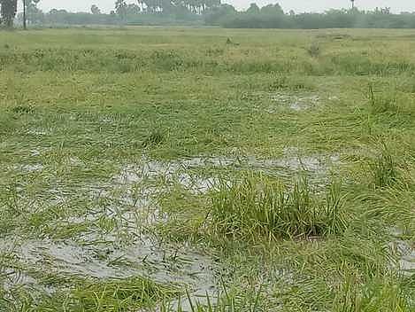 தண்ணீரில் மூழ்கிய நெற்பயிா்கள்