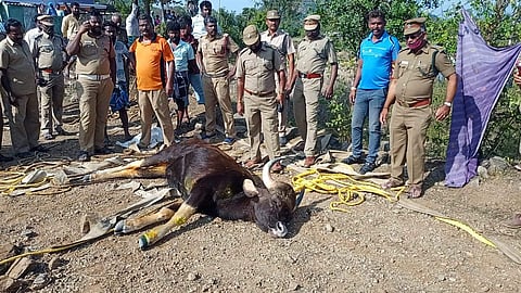 பாப்பிரெட்டிப்பட்டி அருகேயுள்ள தமானிக்கோம்பையில் மீட்கப்பட்ட காட்டெருமைக்கு மருத்துவ சிகிச்சை அளித்த மருத்துவ குழுவினர்.