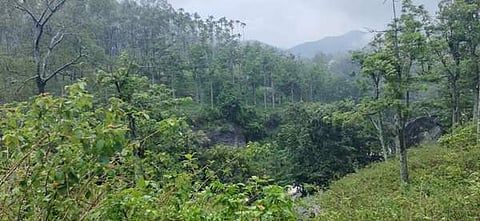 இந்தியாவில் சிறுத்தைப் புலிகளின் எண்ணிக்கை 60 சதவீதம் அதிகரிப்பு: மத்திய அரசு அறிக்கையில் தகவல்