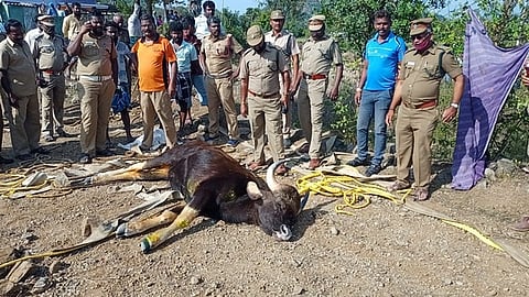 பாப்பிரெட்டிப்பட்டி அருகேயுள்ள தமானிக்கோம்பையில் மீட்கப்பட்ட காட்டெருமைக்கு மருத்துவச் சிகிச்சை அளித்த மருத்துவக் குழுவினா்.