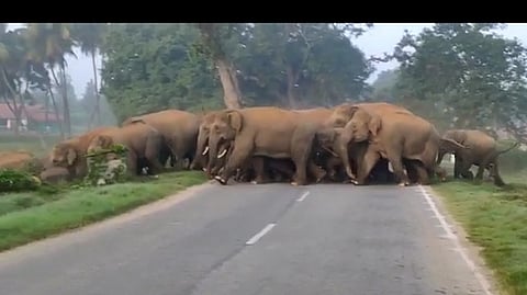 உத்தனப்பள்ளி- நாகமங்கலம் சாலையை ஒரே நேரத்தில் கடந்து சென்ற 30-க்கும் மேற்பட்ட யானைகள்.