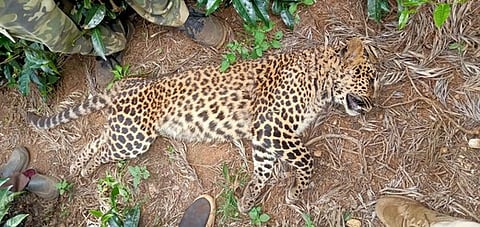 மீட்கப்பட்ட பெண் சிறுத்தையின் சடலம்.