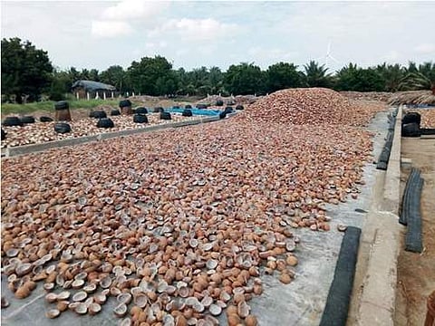 காங்கயத்தில் ரூ.4.74 லட்சத்துக்கு தேங்காய் பருப்பு ஏலம்