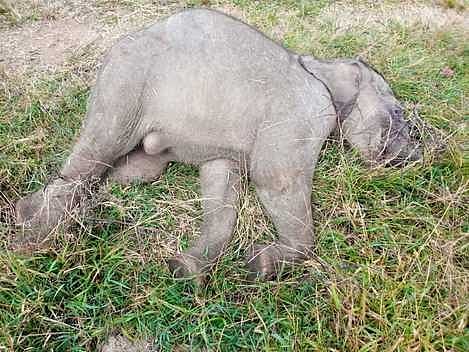 முதுமலை புலிகள் காப்பக வனத்தில் இறந்துகிடந்த யானைக் குட்டி.