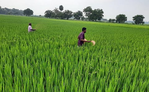 பத்தக்குடி பகுதியில் பயிருக்கு உரம் தெளிக்கும் பணியில் ஈடுபட்ட விவசாயிகள்.