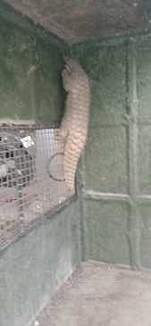 சத்தியமங்கலம்  தோப்பூா்  காலனியில்  பிடிபட்ட  எறும்புத்திண்ணி.