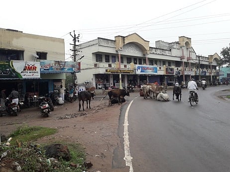 திருவாரூா் - கூத்தாநல்லூா் சாலையில் படுத்திருக்கும் கால்நடைகள்.