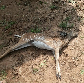 மங்களக்குடி வளையன் வயல், மண்டல் கோட்டை பகுதிகளில் நாய்கள் கடித்து பலியான மான்கள்.