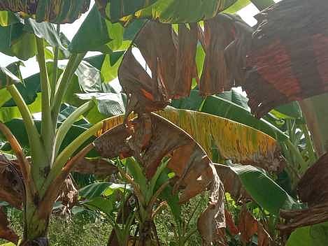 மானாமதுரை அருகே தெற்கு சந்தனூரில் மஞ்சள் நோய் தாக்குதலால் சேதமடைந்த வாழை மரங்கள்.