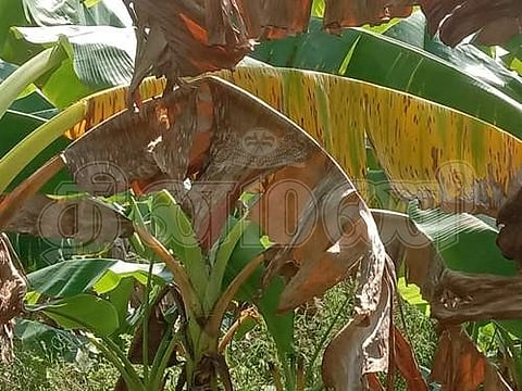 மானாமதுரை அருகே மஞ்சள் நோயால் வாழை மரங்கள் சேதம்: விவசாயிகள் கவலை