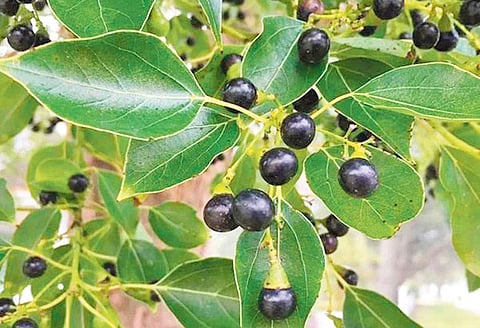 மரங்களின் வரங்கள்!: சர்வரோக நிவாரணி கற்பூர மரம்