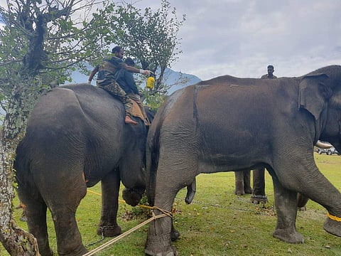 முதுமலை புலிகள் காப்பகம்