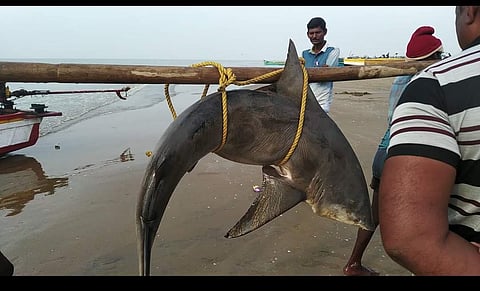 கோடியக்கரை மீனவர் வலையில் சிக்கிய சுறா.