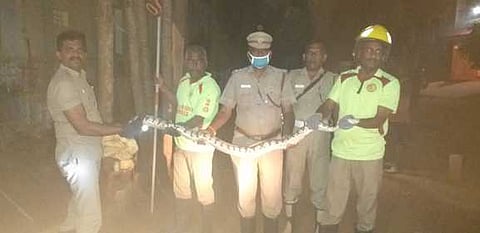 ராஜபாளையம் தென்றல் நகா் பகுதியில் திங்கள்கிழமை இரவு பிடிபட்ட 6 அடி நீள மலைப்பாம்பு.