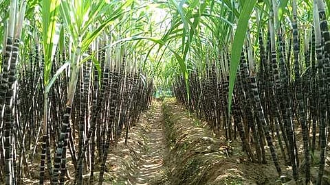 தேவதானப்பட்டி, காமாட்சியம்மன்கோயில் பகுதியில் விளைந்துள்ள கரும்பு.