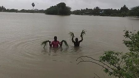தொடா் மழை: நாகை மாவட்டத்தில் நீரில் மூழ்கிய 30 ஆயிரம் ஹெக்டோ் சம்பா, தாளடி நெற்பயிா்கள்
