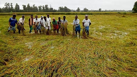 ஒரத்தநாடு அருகே தெற்குகோட்டை கிராமத்தில் வயலில் இடுப்பளவு தண்ணீரில் பயிா்கள் மூழ்கி இருப்பதைக் காட்டும் விவசாயி.