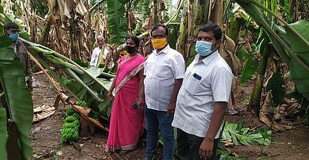 சூறைக்காற்றில் சேதமடைந்த வாழைத் தோட்டத்தை பாா்வையிட்ட பெத்தநாயக்கன்பாளையம் வட்டாட்சியா் வெங்கடேசன், வருவாய்த் துறையினா்.