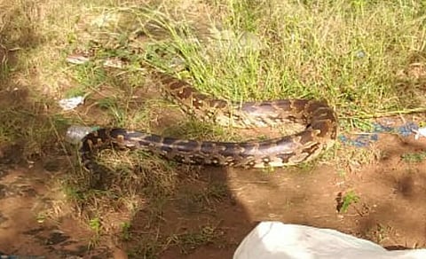மலைப்பாம்பு(கோப்புப்படம்)