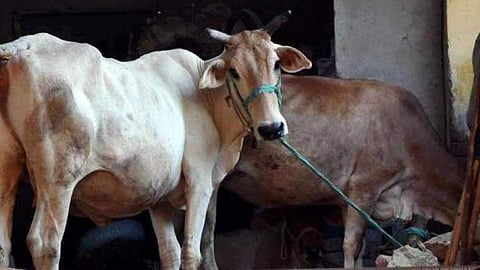 பசுவதை வழக்கில் 3 பேருக்கு ஆயுள் தண்டனை: குஜராத் நீதிமன்றம்