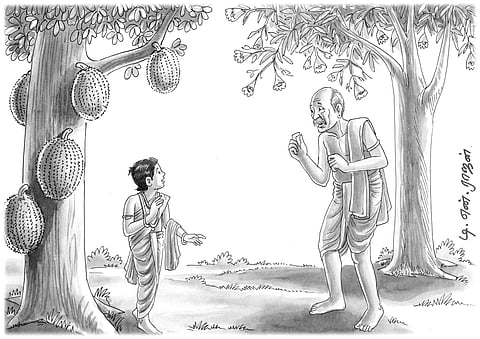 காய்க்கும் பூக்காது; பூக்கும் காய்க்காது!