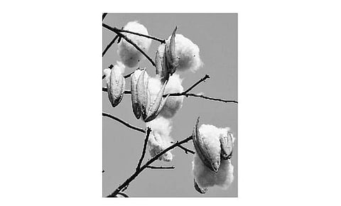 தத்துவம் பொதிந்த தமிழ்ச் சொற்கள்