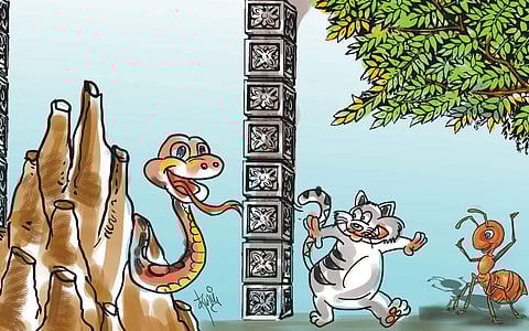 அரங்கம்: பாம்பும் எறும்பும் சொன்ன (அறிவியல்) உண்மை!