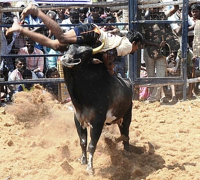 பெரம்பலூா், வேப்பந்தட்டை அருகே காளையை அடக்க முயன்ற வீரரைத் தூக்கி வீசும் காளை.