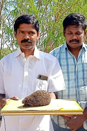 சாத்தூா் பகுதியில் பிடிபட்ட முள் எலி.