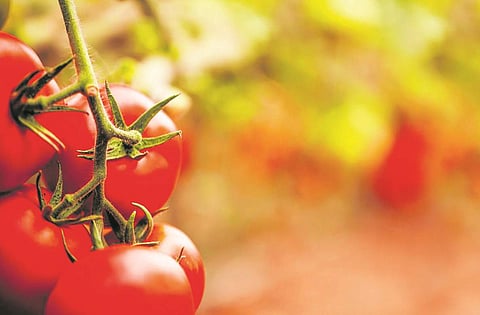 தக்காளியின் மருத்துவப் பயன்கள்