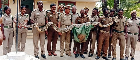 ஆம்பூா் அருகே பிடிப்பட்ட 12 அடி நீள மலைப்பாம்பு.