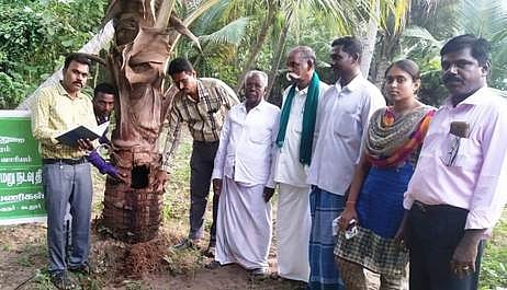 காரைக்காடு கிராமத்தில் பட்டுப்போன தென்னை மரங்களை ஆய்வு செய்த வேளாண்மைத் துறையினா்.