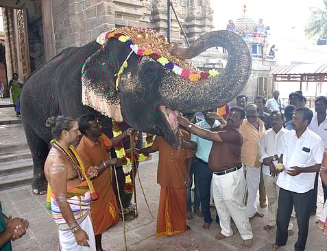 பழனி பெரியநாயகியம்மன் கோயிலில் தேக்கம்பட்டி முகாம் நிறைவு செய்து சனிக்கிழமை திரும்பிய கோயில் யானை கஸ்தூரிக்கு அளிக்கப்பட்ட வரவேற்பு.