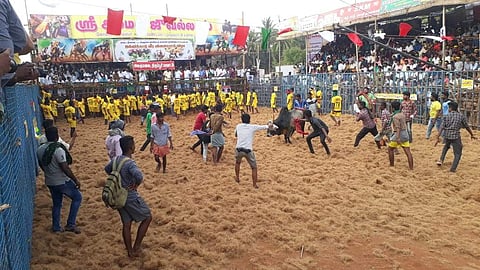 திருப்பூர் ஜல்லிக்கட்டு கோலாகலம்: 800 காளைகள், 600 காளையர்கள் பங்கேற்பு