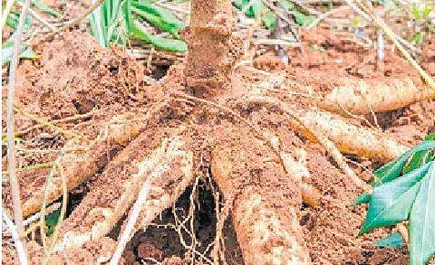 மரவள்ளிக் கிழங்கு சாகுபடி தொழில் நுட்பங்கள்
