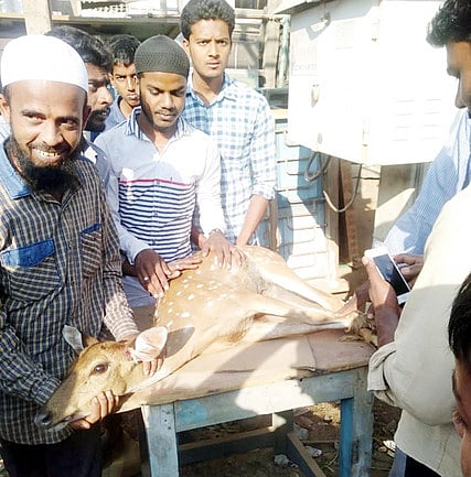 வழித்தவறி வந்த மான் மீட்பு