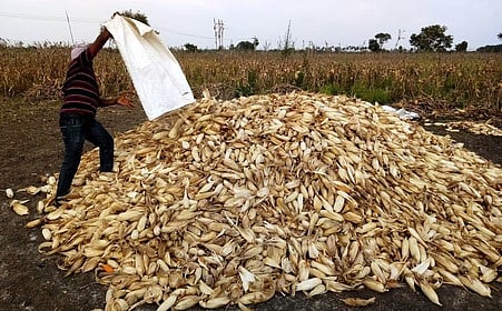 பெரம்பலூா் மாவட்டம், நெற்குணம் பகுதியில் அறுவடை செய்யப்பட்ட மக்காச்சோளத்தை உலர வைக்கும் பணியில் ஈடுபடும் விவசாயி.