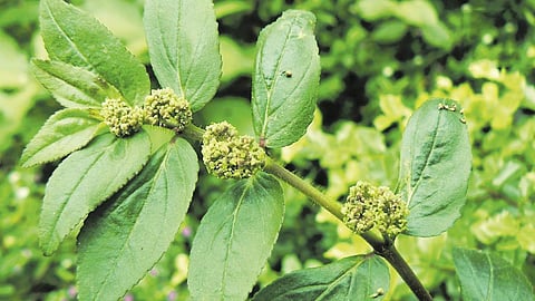 தாய்ப்பால் குறைவா? காலடியில் கிடக்குது பாலாடை...