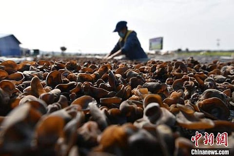 இணைய நேரலை மூலம் வேளாண் பொருட்கள் விற்பனை அதிகரிப்பு