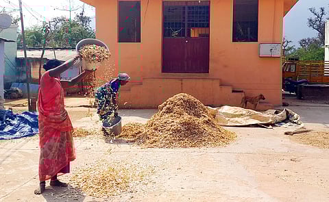 சூலப்புரத்தில் செவ்வாய்க்கிழமை நடைபெற்ற மொச்சை பயிா் பிரிக்கும் பணி.