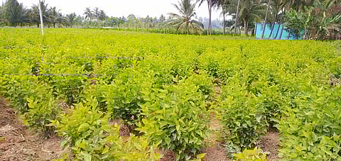 போடி சுந்தரராஜபுரத்தில் வளா்க்கப்பட்டுள்ள மல்பெரி செடிகள்.