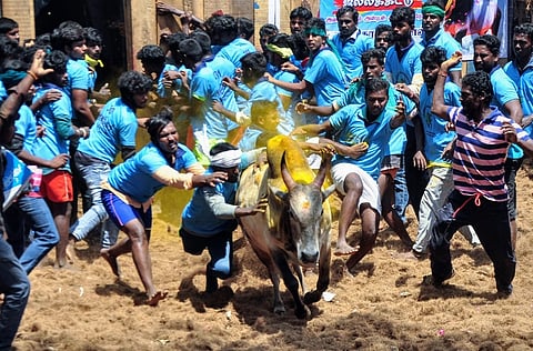 திண்டுக்கல் அருகே பில்லமநாயக்கன்பட்டி ஜல்லிக்கட்டில் சீறிப்பாய்ந்த காளை.