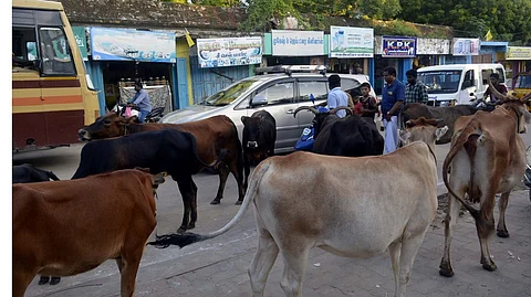 சாலைகளில் மாடுகள் உலாவினால் உரிமையாளர்களுக்கு ரூ.10,000 விதிக்க தீர்மானம்!