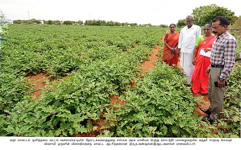 வளையப்பட்டியில் தோட்டக்கலைத் துறை சாா்பில் மானியத்தில் சொட்டுநீா் பாசனத்தில் பயிரிடப்பட்ட கத்தரிச் செடிகளை பாா்வையிடுகிறாா் மாவட்ட ஆட்சியா் த. அன்பழகன்.